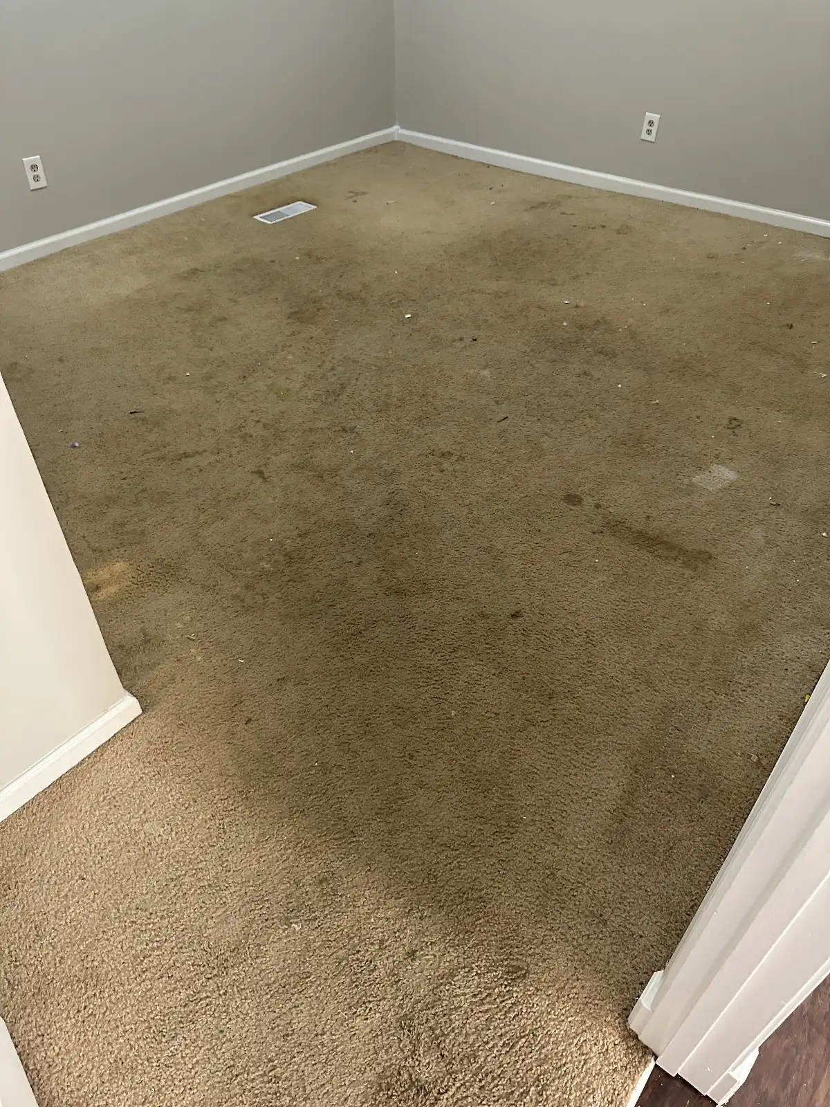 carpet cleaning 